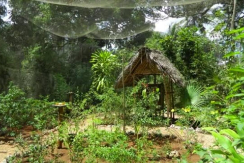 Zanzibar: Jozani Forest, Tortoise Park, & Butterfly Tour Private tour without hotel pick up and drop off