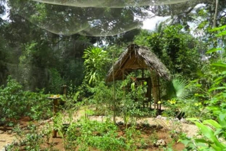 Zanzibar: Jozani Forest, Tortoise Park, & Butterfly Tour Private tour without hotel pick up and drop off