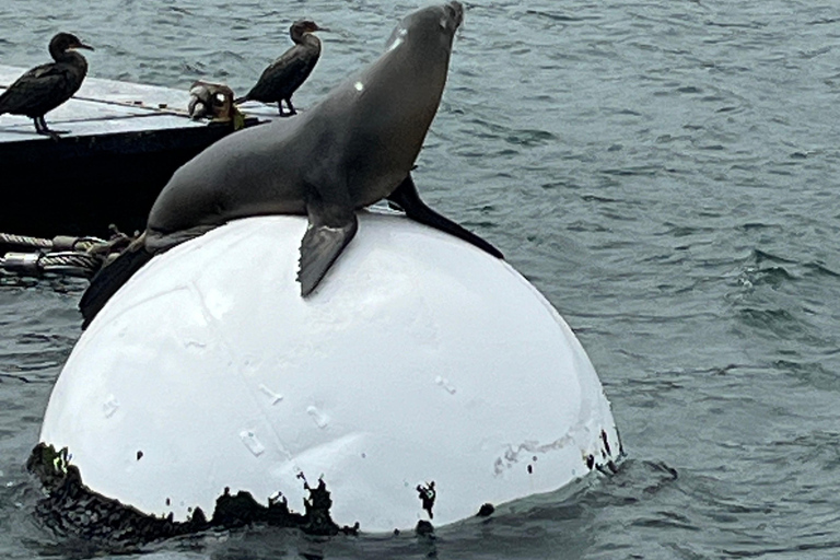 San Diego: Tour en barco con león marino y capitán