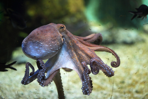 Snorkelen in het Afrikaanse zeebos