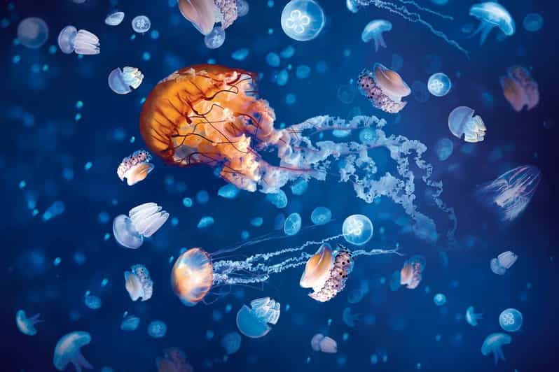 London Madame Tussauds, London Eye & SEA LIFE Combo Ticket GetYourGuide