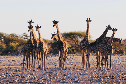 Windhoek: 3-Day Guided Safari in Etosha with Lodge