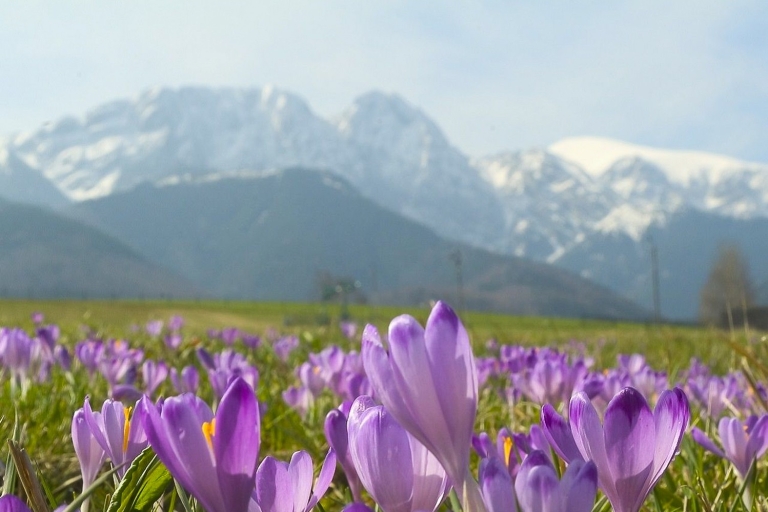 Ab Krakau: Ganztägige Tour durch Zakopane und das Tatra-GebirgeTour auf Englisch
