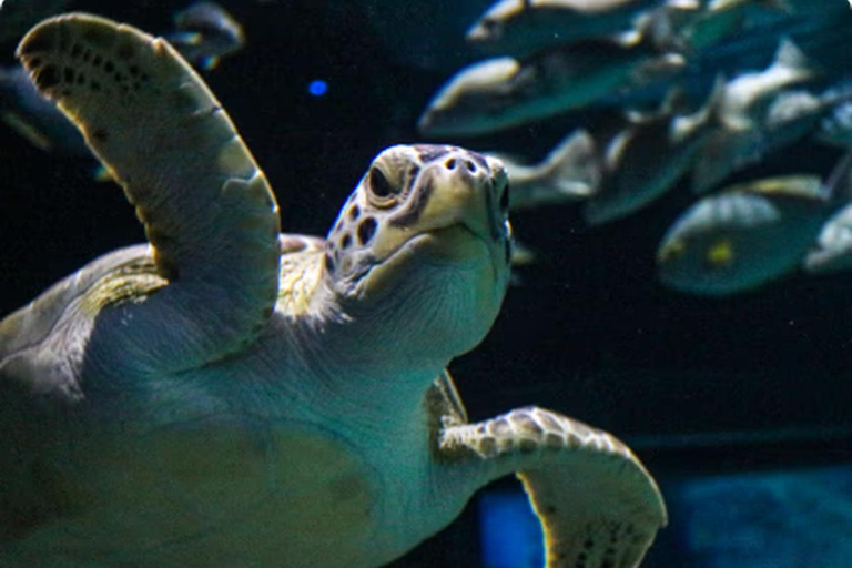 Mexico : billet d'entrée à l'Acuario Michin