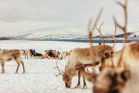 Tromsø: Rentierschlittenfahrt und Fütterung mit Sami-Guide10-minütige Schlittenfahrt