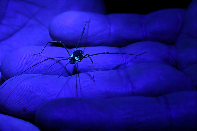 Monteverde: Night Tour with Night Vision Goggles