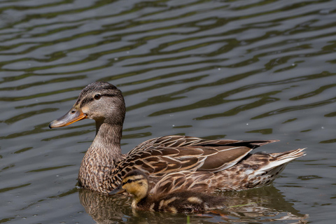 San Francisco: Golden Gate Park Wildlife Tour