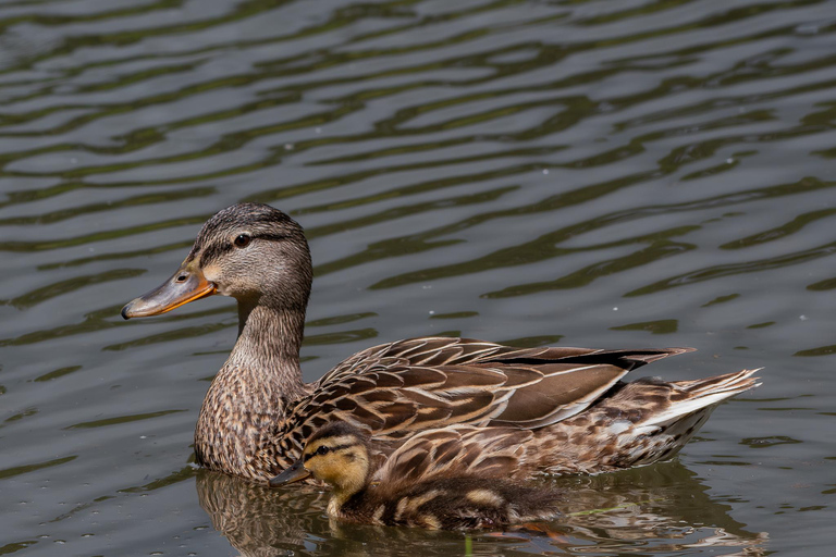 San Francisco: Golden Gate Park Wildlife Tour