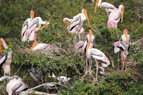 Yala/Mirissa: All Inclusive Full-Day Safari at Yala Park Mirissa/Weligama: All Inclusive Full-Day Safari at Yala Park