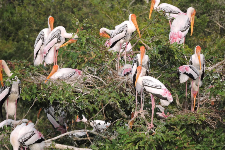 Yala/Mirissa: All Inclusive Full-Day Safari at Yala Park Mirissa/Weligama: All Inclusive Full-Day Safari at Yala Park