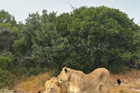 Parc national des elephants d'Addo : safari d'une demi-journee
