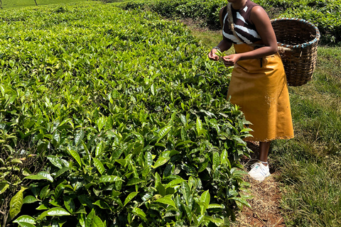 Doświadczenie na farmie herbaty w Riara Tea Farm And Factory Tour