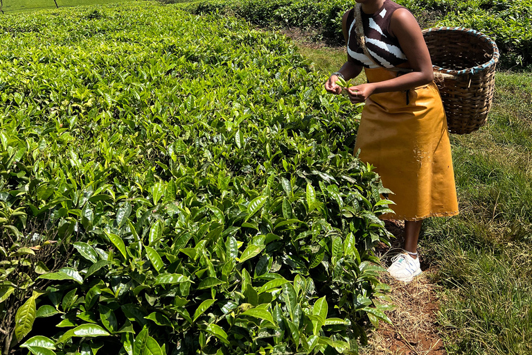 Visite d'une ferme de thé à Riara Tea Farm and Factory Tour