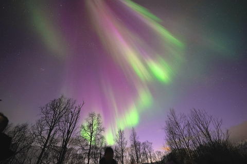 Tromso: recorrido en minibús para contemplar la aurora boreal con fogataTromso: Excursión en minibús por la Aurora Boreal con hoguera