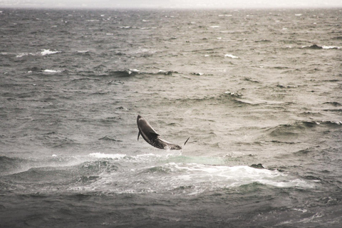 Whale Watching from Akureyri - Small Group Tour (Hjalteyri)