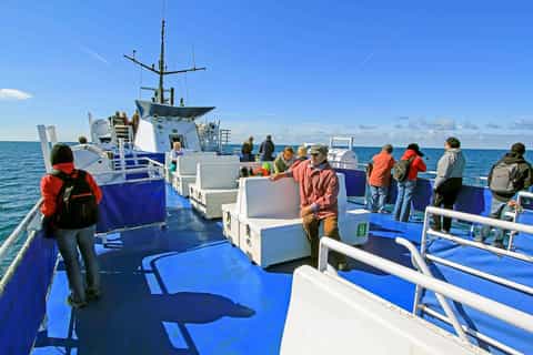 Reykjavik: Whale Watching Tour