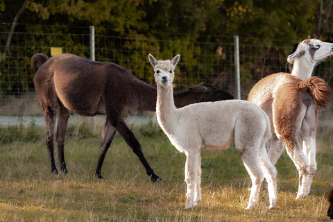 Mödling: Excursión panorámica guiada con alpacas y llamas