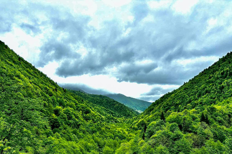 Tbilisi: Birdwatching Tour with Guide