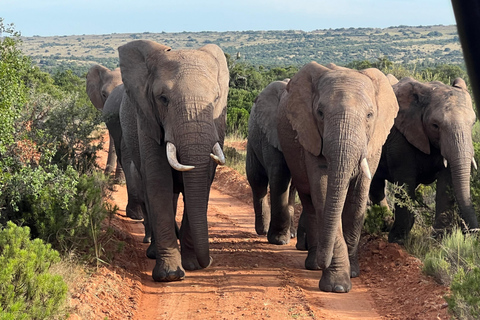 Des chutes Victoria au parc national de Chobe : 1 jour d'aventure safari