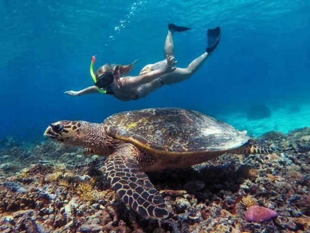 Visit Turtle Tour Gili Trawangan  Private Snorkeling 3 Gili's in Lombok