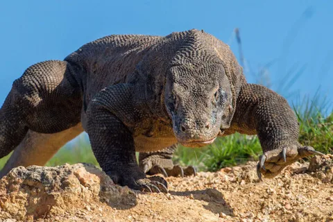 Komodo eiland: 3D2N Privé Speedboot, Land Tour & Hotel