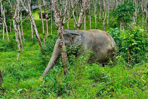 Khao Lak: waterval, zeeschildpad, olifanten verzorgen, maaltijd en transferKhao Lak: waterval, zeeschildpad, raften en olifanten verzorgen en maaltijd