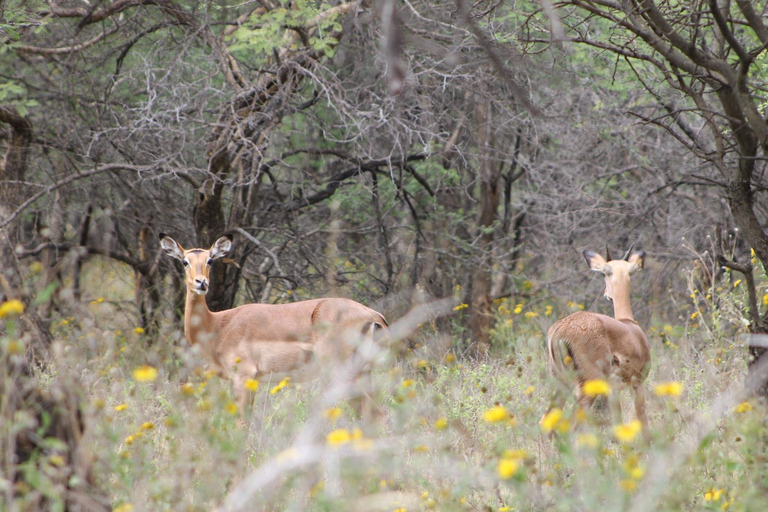 Gaborone: City Tour with Game Drive and Tswana Cuisine