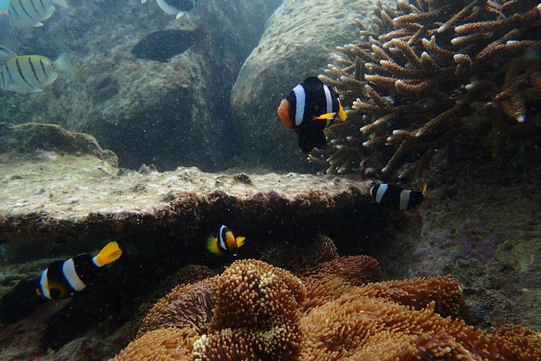 亭可马里：赏鲸和海军岛浮潜之旅