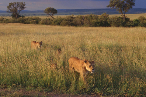恩戈罗恩戈罗火山口一日旅行（含游猎）