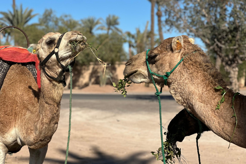 Camel Ride Adventure Through Marrakech’s Desert Villages