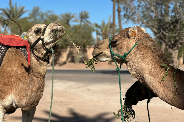Camel Ride Adventure Through Marrakech’s Desert Villages