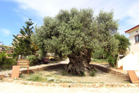 Área de Chania: Tour gastronômico com visita a uma vinícola e parada para banhoExcursão de degustação a partir de Chania