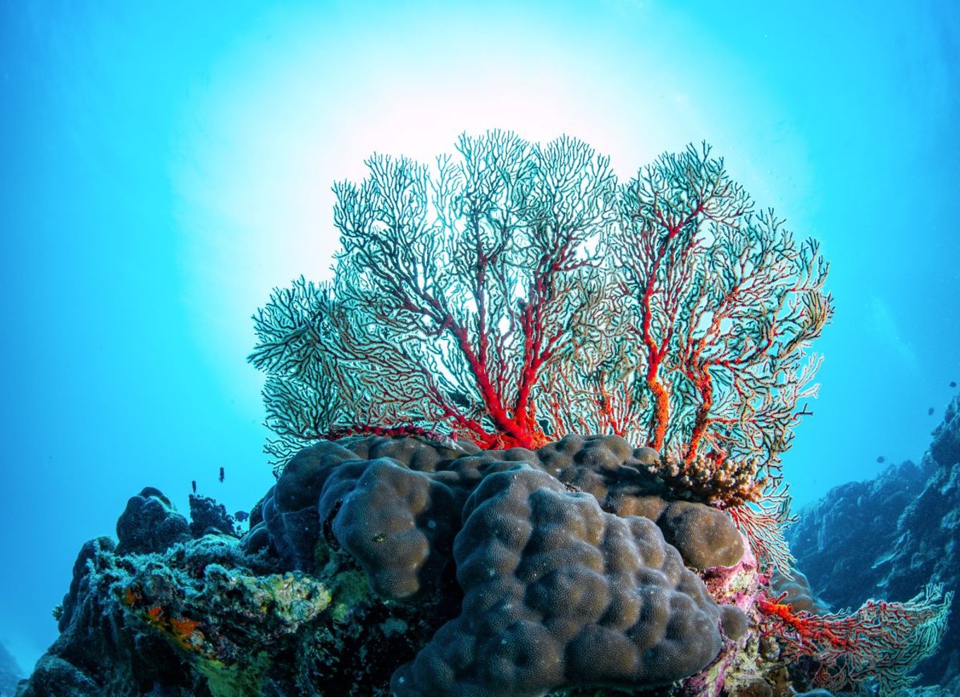 Dagstur med dykning på det sydlige Great Barrier Reef