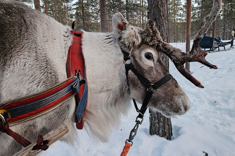 Saariselkä : Reindeer Sleigh Ride with Snacks & Hot Drink