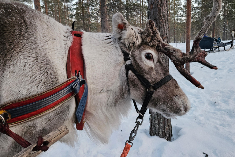 Saariselkä : Reindeer Sleigh Ride with Snacks & Hot Drink
