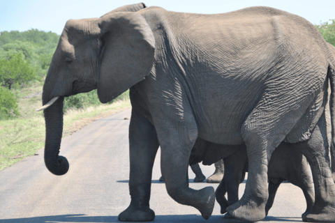 Tour safari di 2 giorni nel Parco Nazionale Kruger da Johannesburg