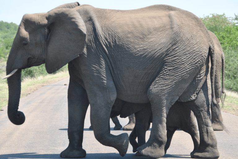 Tour safari di 2 giorni nel Parco Nazionale Kruger da Johannesburg