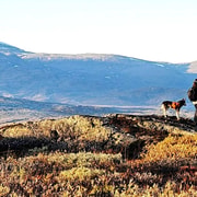 Abisko: Husky Hike in Abisko Valley with Alaskan Huskies