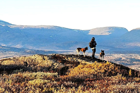 Abisko: Husky Hike in Abisko Valley with Alaskan Huskies
