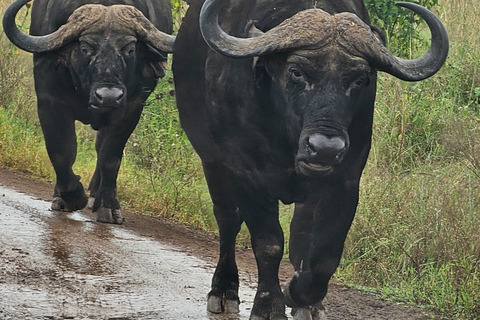 4 des Big Five Parc national de Nairobi Visite guidée d&#039;une demi-journéeConduite partagée pour le gibier