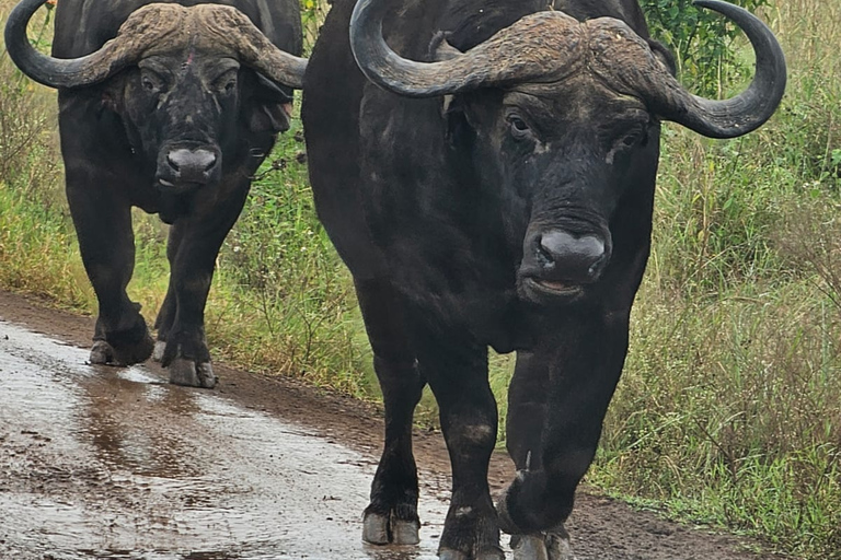 4 des Big Five Parc national de Nairobi Visite guidée d&#039;une demi-journéeConduite partagée pour le gibier