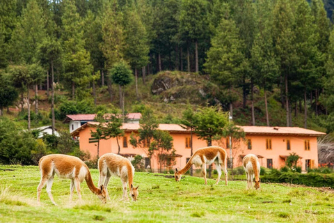 From Cajamarca: Porcón Farm, Vicuñas, and Local Crafts