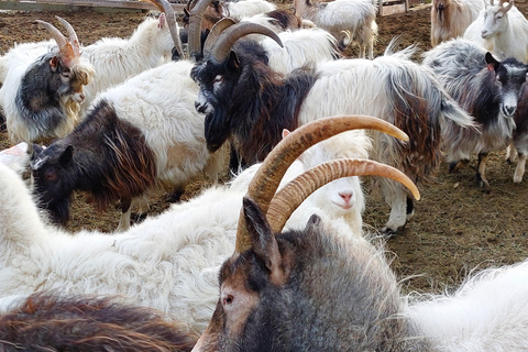 From Akureyri: Skagafjörður Farm Visit with Viking Battle