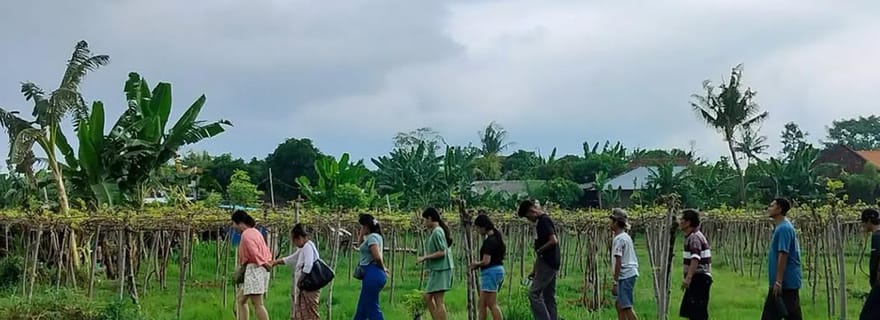 North Bali: Fresh Grape Picking From Farm