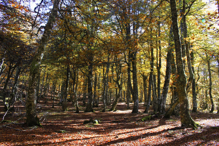 Cangas de Onís: Route in het bos van Vegabaño met lunch in een berghut