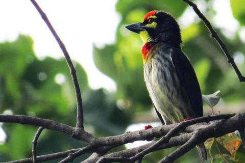 Birdwatching Walk in Thalangama Wetland from Colombo