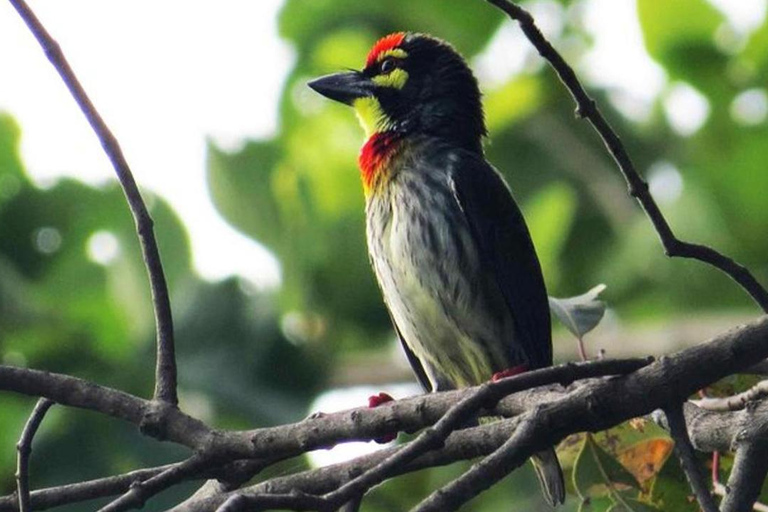 Birdwatching Walk in Thalangama Wetland from Colombo