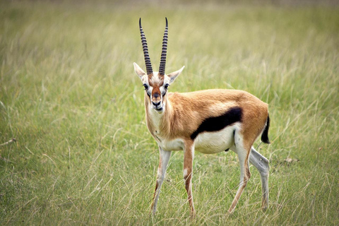 Mombasa: Tsavo East and West 3-Day Private Safari Tour