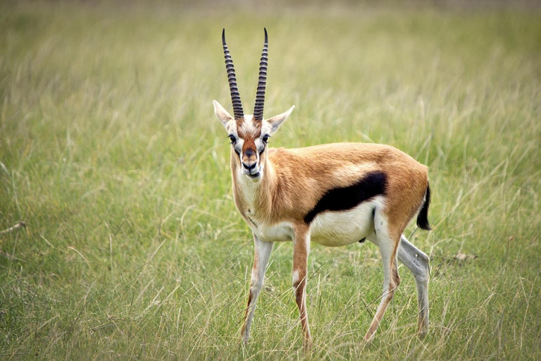 Mombasa: Tsavo East and West 3-Day Private Safari Tour