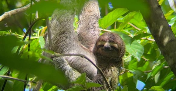 Guided Tour in Manuel Antonio National Park